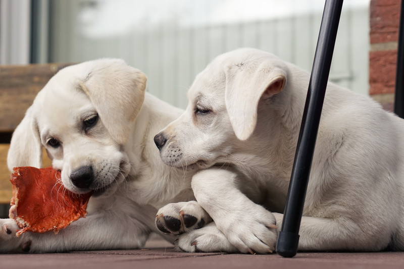 Two Labrador puppies lying on the floor; one is chewing on a red toy while the other watches.